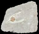 Lonchodomas (Ampyx) Trilobite - Morocco #56178-1